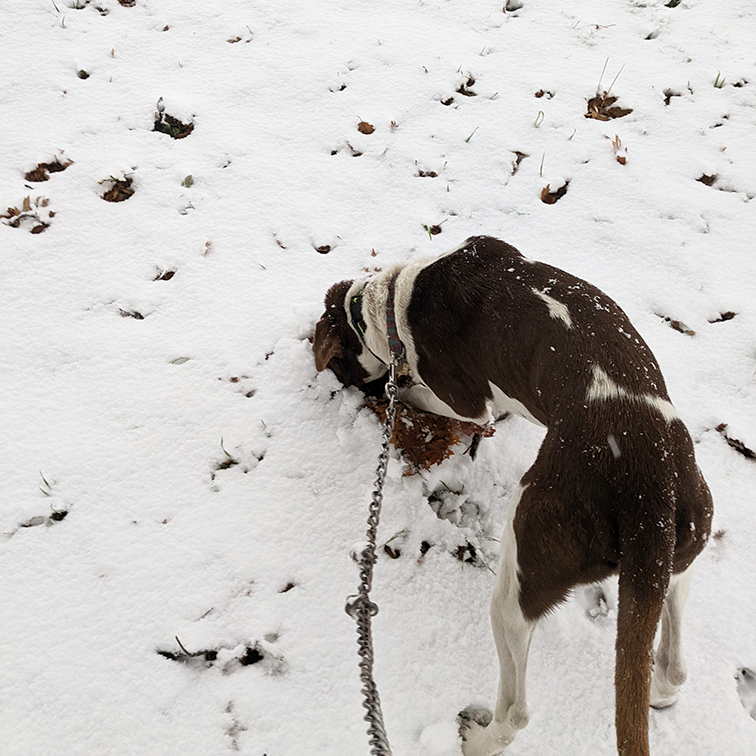 Gallery collage photo